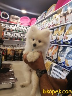 A++ Kalite Ayı Surat Pomeranian Karbeyaz 3