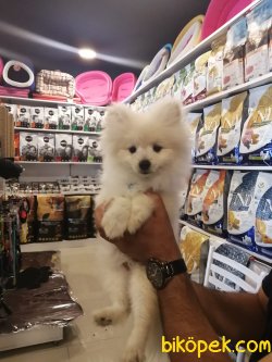 A++ Kalite Ayı Surat Pomeranian Karbeyaz 2