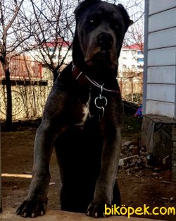 A Kalite Bahce Kopeyi Cane Corsa 3
