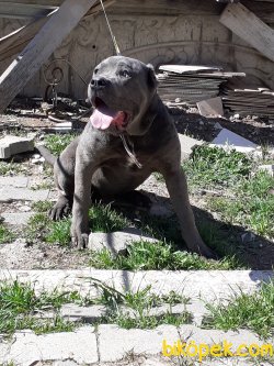A Kalite Bahce Kopeyi Cane Corsa 1