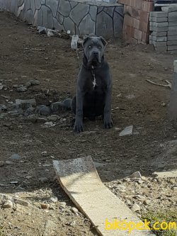 A Kalite Bahce Kopeyi Cane Corsa 4