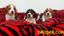 A Kalıte Beagle Yavruları 2