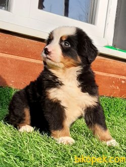 A Kalite Bernese Mountain Dog Yavruları 4