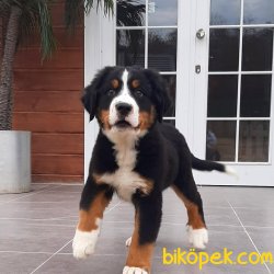 A Kalıte BERNESE MOUNTAIN DOG YAVRULARI 2