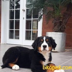 A Kalıte BERNESE MOUNTAIN DOG YAVRULARI 3