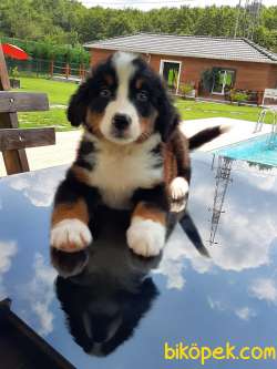 A KALİTE BERNESE MOUNTAIN DOG YAVRULARI 3