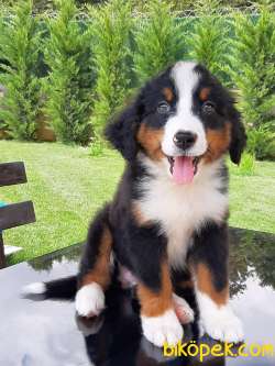 A KALİTE BERNESE MOUNTAIN DOG YAVRULARI 1
