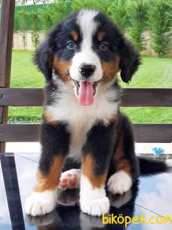 A KALİTE BERNESE MOUNTAIN DOG YAVRULARI 4