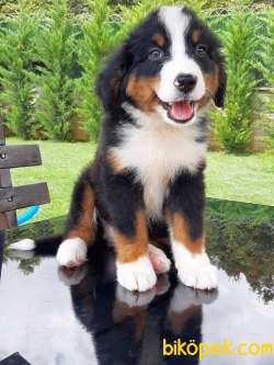 A KALİTE BERNESE MOUNTAIN DOG YAVRULARI 5