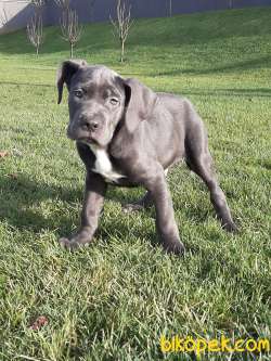 A Kalite Blue Cane Corsa Yavrular 3