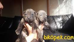 A Kalite Blue Cane Corso Yavrularım 2