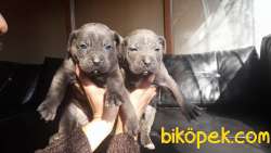 A Kalite Blue Cane Corso Yavrularım 1