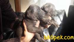 A Kalite Blue Cane Corso Yavrularım 3