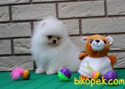 A Kalite Boo 3