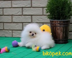 A Kalite Boo 2