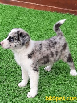 A Kalıte Border Collı Blue Marley Yavruları 5