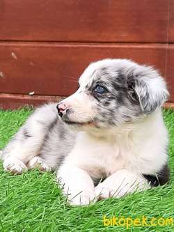 A KALİTE BORDER COLLİ BLUE MERLE YAVRULARI 5