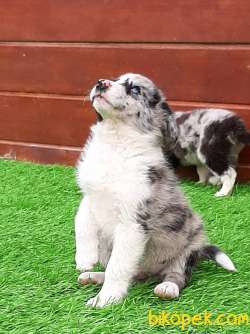 A KALİTE BORDER COLLİ BLUE MERLE YAVRULARI 2