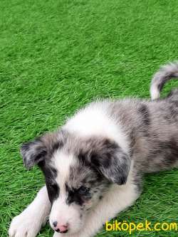 A KALİTE BORDER COLLİ BLUE MERLE YAVRULARI 1
