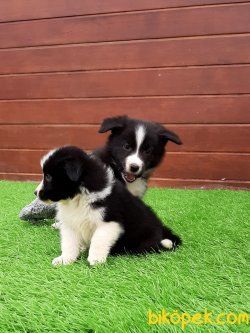 Border Collie Yavrular 4