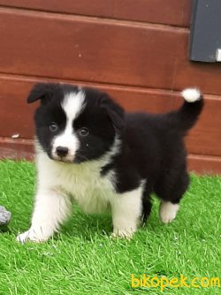 Border Collie Yavrular 2