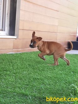 A KALITE BOXER YAVRULARI 5