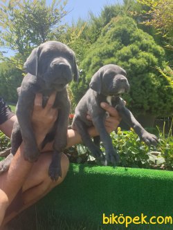 A Kalite Cane Corsa Alan Koruma Köpeği Yavrularım 1