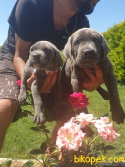 A Kalite Cane Corsa Alan Koruma Köpeği Yavrularım 3