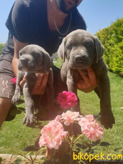 A Kalite Cane Corsa Alan Koruma Köpeği Yavrularım 5