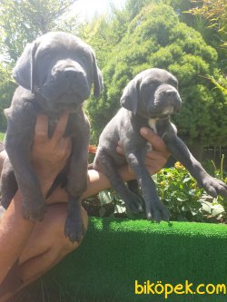 A Kalite Cane Corsa Alan Koruma Köpeği Yavrularım 2