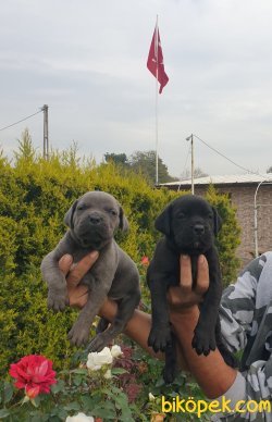 A Kalite Cane Corsa Alan Koruma Köpeği Yavrularım 3