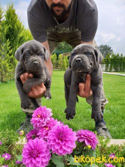 A Kalite Cane Corsa Alan Koruma Köpeği Yavrularım 2