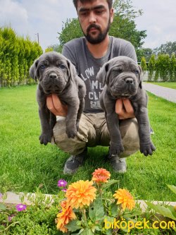 A Kalite Cane Corsa Alan Koruma Köpeği Yavrularım 4