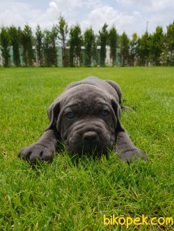 A Kalite Cane Corsa Alan Koruma Köpeği Yavrularım 1