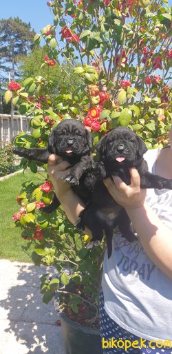 A Kalite Cane Corsa Alan Koruma Köpeği Yavrularım 2