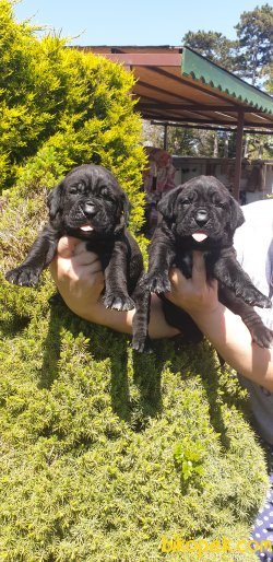 A Kalite Cane Corsa Alan Koruma Köpeği Yavrularım 3