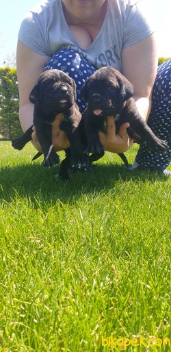 A Kalite Cane Corsa Alan Koruma Köpeği Yavrularım 5