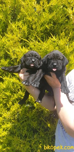 A Kalite Cane Corsa Alan Koruma Köpeği Yavrularım 4