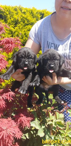 A Kalite Cane Corsa Alan Koruma Köpeği Yavrularım 1