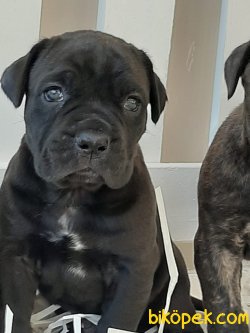 A KALİTE CANE CORSA YAVRULARIMIZ 1
