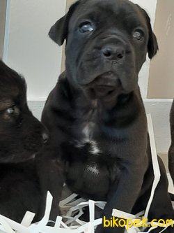 A KALİTE CANE CORSA YAVRULARIMIZ 2