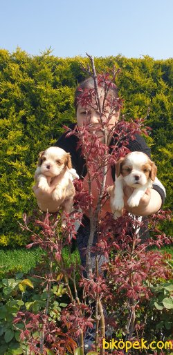 A Kalite Cavalier Çok Şeker Yavrularım 2