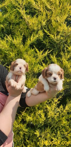 A Kalite Cavalier Çok Şeker Yavrularım 3