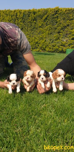 A Kalite Cavalier Çok Şeker Yavrularım 4