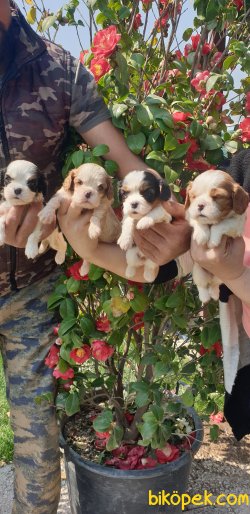 A Kalite Cavalier Çok Şeker Yavrularım 5