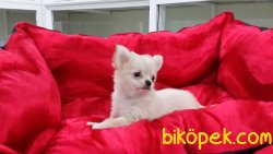 A Kalite Chihuahua Yavrularımız 5