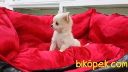 A Kalite Chihuahua Yavrularımız 3