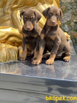 A Kalite Chocolate And Tan Dobermann Yavruları 4