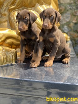 A Kalite Chocolate And Tan Dobermann Yavruları 1