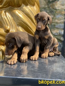 A Kalite Chocolate And Tan Dobermann Yavruları 2